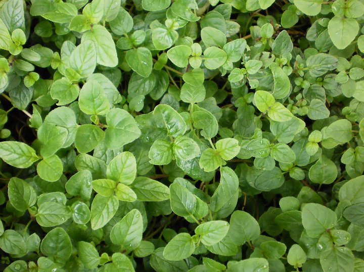 Oregano.JPG - Oregano