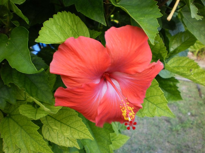 P7170002.JPG - Hibiscus