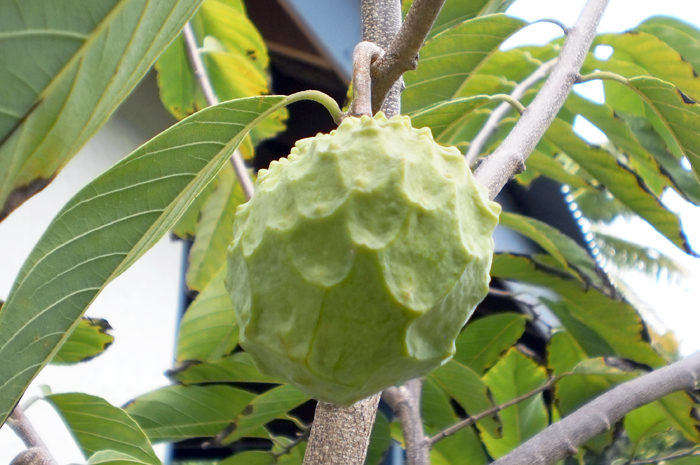 P7170010.jpg - Breadfruit