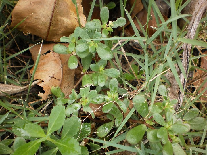 Purslane.jpg - Purslane