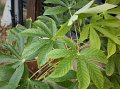 Cassava