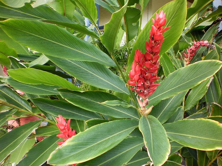 Alpinia.jpg - Alpinia