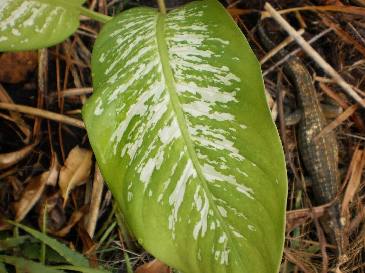 Dieffenbachia.JPG - Dieffenbachia