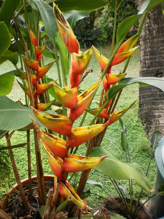 Heliconia.jpg - Heliconia