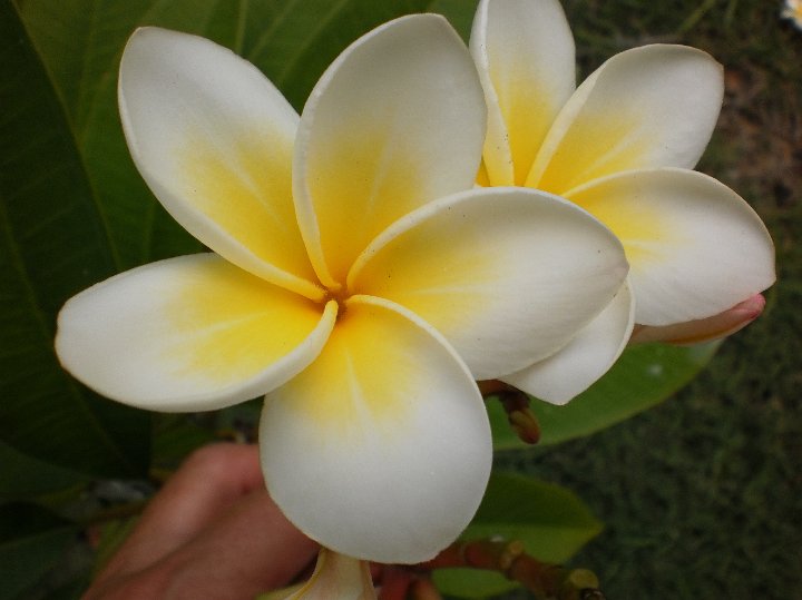 frangipani.jpg - Plumaria obtusa:  Frangipani