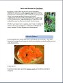 purslane_recipe